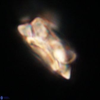 Noelia unverdii 64522