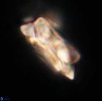 Noelia unverdii 64523