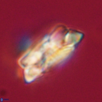 Noelia unverdii 64526