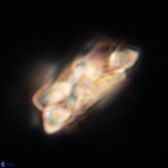 Noelia unverdii 64527