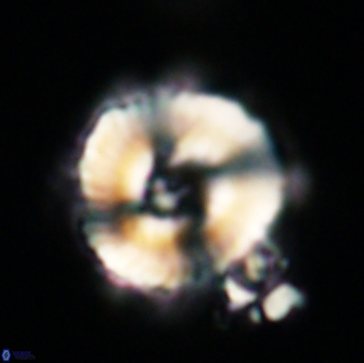 Noelia unverdii 64528