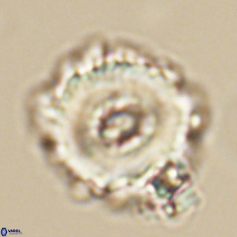 Noelia unverdii 64531