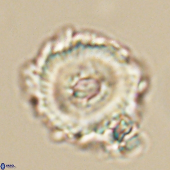 Noelia unverdii 64532