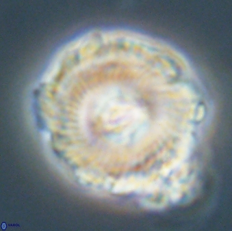 Noelia unverdii 64533