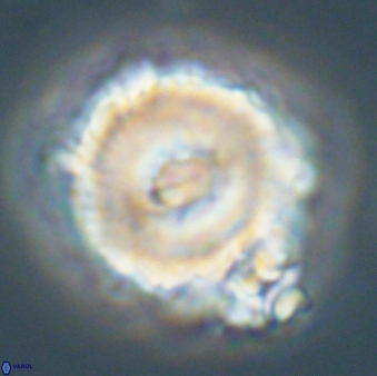 Noelia unverdii 64534