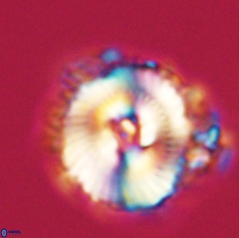 Noelia unverdii 64535