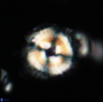 Noelia unverdii 64638