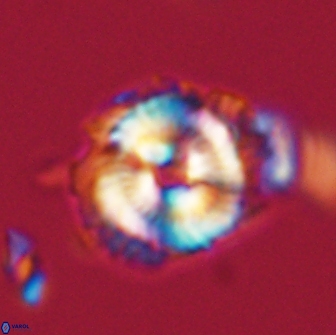 Noelia unverdii 64639