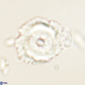 Noelia unverdii 64640