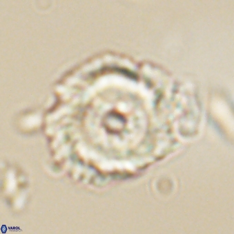 Noelia unverdii 64641