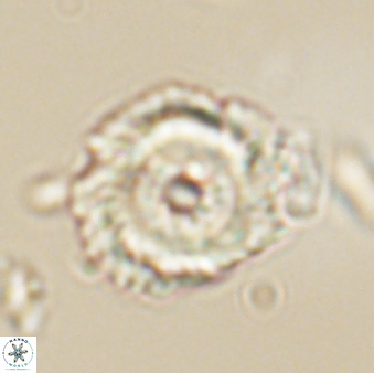 Noelia unverdii 64641