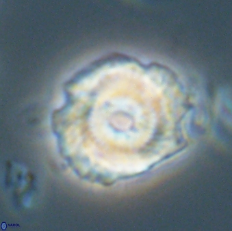 Noelia unverdii 64642