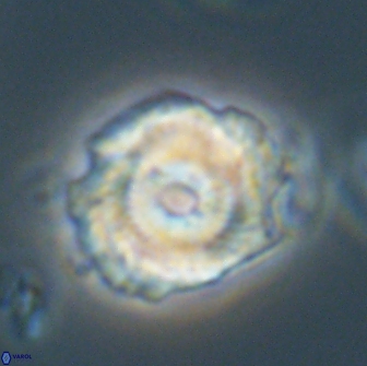 Noelia unverdii 64643