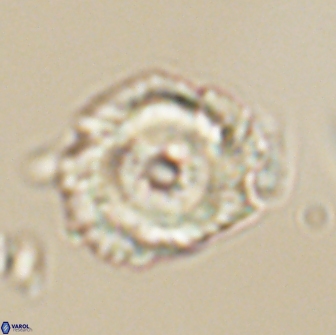 Noelia unverdii 64644