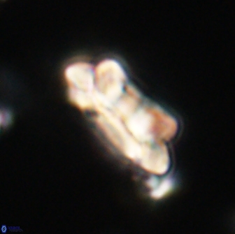 Noelia unverdii 64647