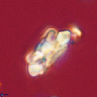 Noelia unverdii 64649