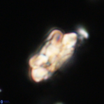 Noelia unverdii 64650