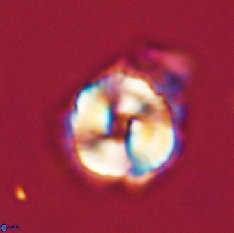 Noelia unverdii 64651