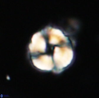 Noelia unverdii 64652