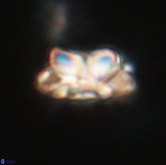 Noelia unverdii 64682