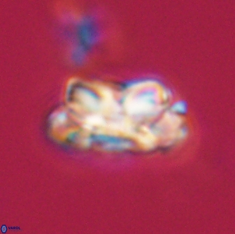 Noelia unverdii 64683