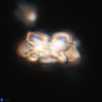 Noelia unverdii 64685