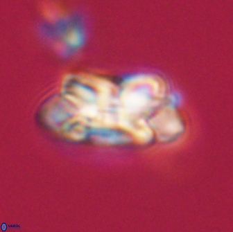 Noelia unverdii 64686