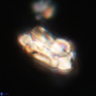 Noelia unverdii 64689