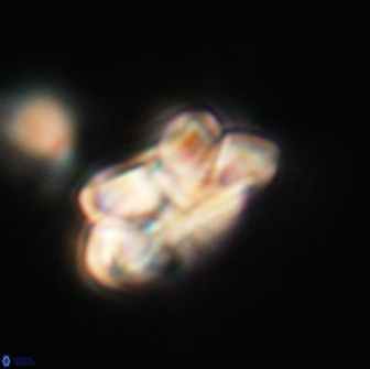 Noelia unverdii 64693