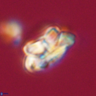 Noelia unverdii 64694