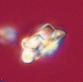 Noelia unverdii 64695