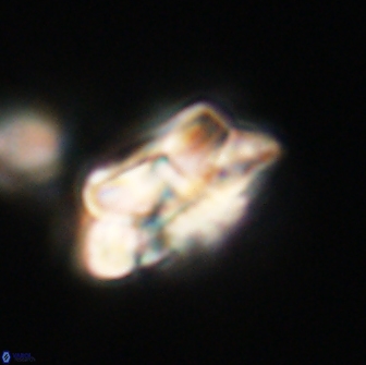 Noelia unverdii 64696