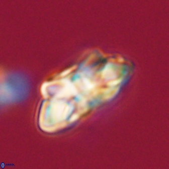 Noelia unverdii 64698