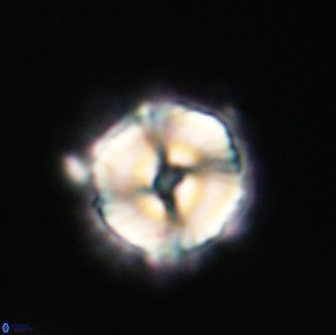 Noelia unverdii 64700