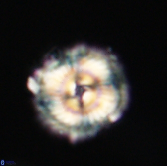 Noelia unverdii 64701