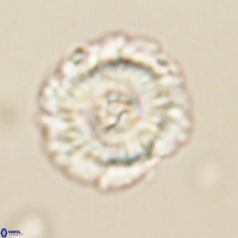 Noelia unverdii 64703