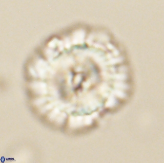 Noelia unverdii 64704