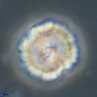 Noelia unverdii 64705