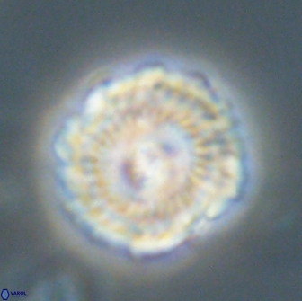 Noelia unverdii 64707