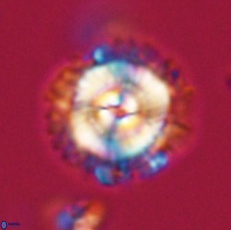 Noelia unverdii 64709