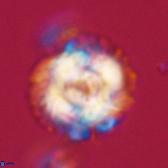 Noelia unverdii 64713