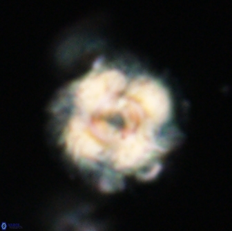 Noelia unverdii 64714