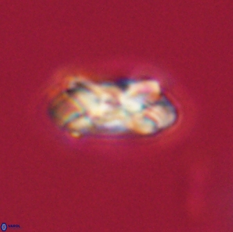 Noelia unverdii 64844