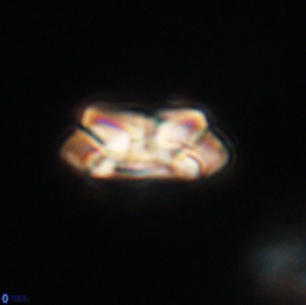 Noelia unverdii 64845