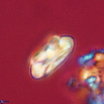 Noelia unverdii 64848