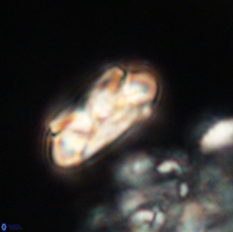 Noelia unverdii 64851