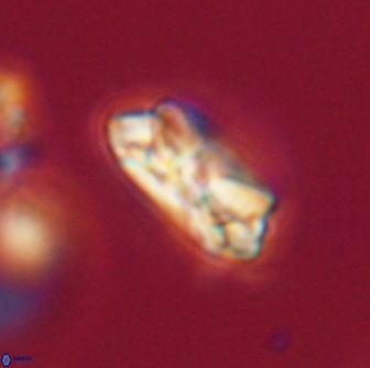 Noelia unverdii 64854