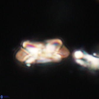 Noelia unverdii 64859