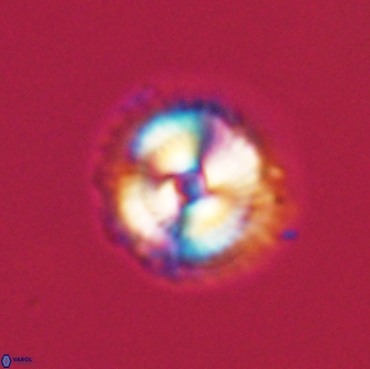 Noelia unverdii 64864