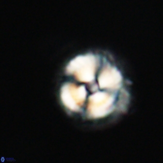 Noelia unverdii 64865